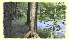 an der Verbindungsstraße zwischen Waldkirchen und Krumhermersdorf